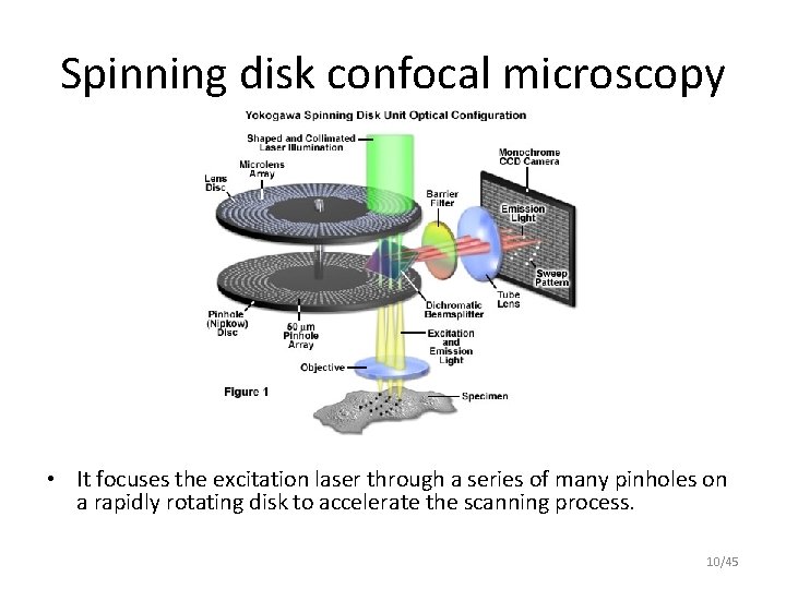 Spinning disk confocal microscopy • It focuses the excitation laser through a series of