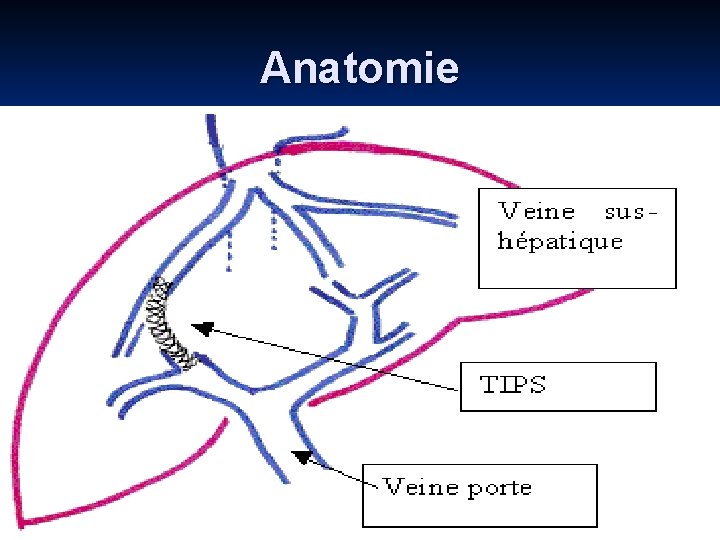 Anatomie 