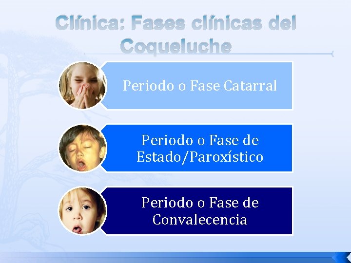 Clínica: Fases clínicas del Coqueluche Periodo o Fase Catarral Periodo o Fase de Estado/Paroxístico