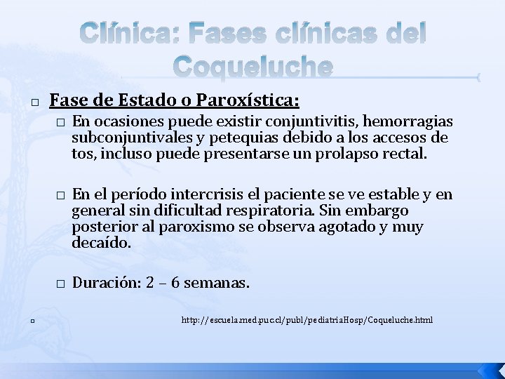 Clínica: Fases clínicas del Coqueluche � Fase de Estado o Paroxística: � � En