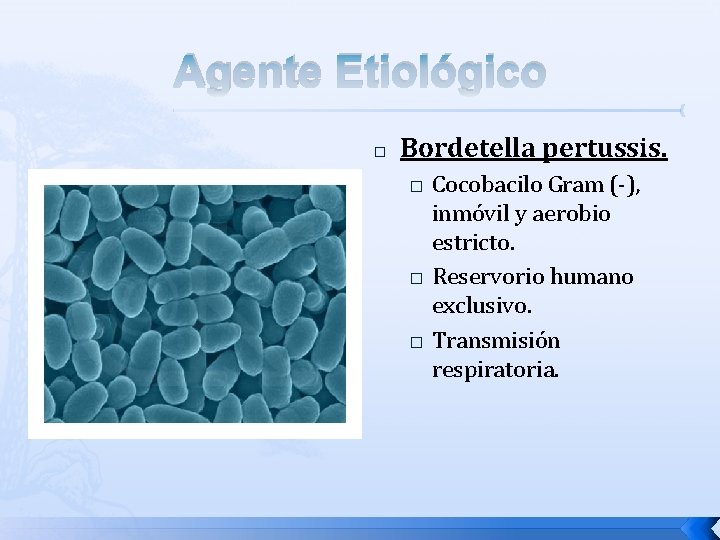 Agente Etiológico � Bordetella pertussis. � � � Cocobacilo Gram (-), inmóvil y aerobio Agente Etiológico � Bordetella pertussis. � � � Cocobacilo Gram (-), inmóvil y aerobio