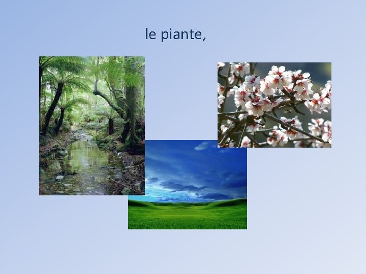 le piante, 