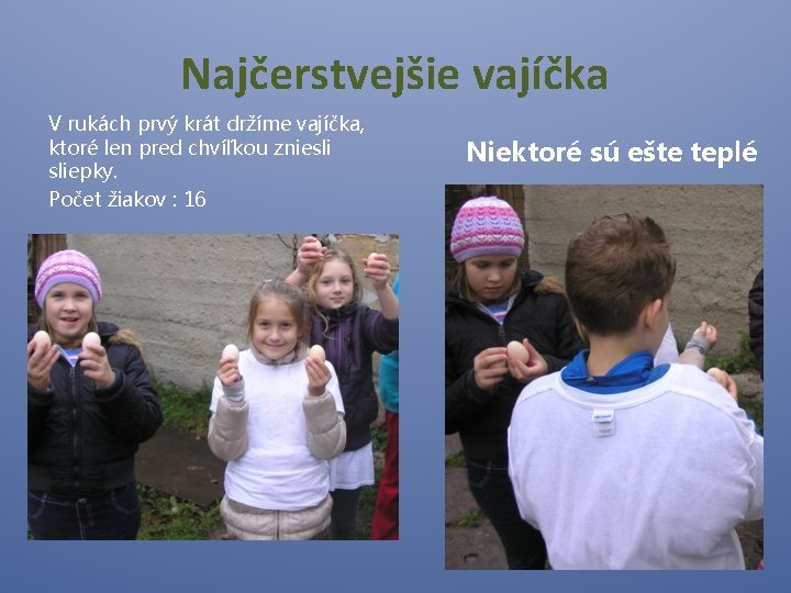 Najčerstvejšie vajíčka V rukách prvý krát držíme vajíčka, ktoré len pred chvíľkou zniesli sliepky.