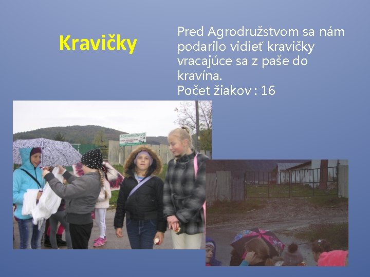 Kravičky Pred Agrodružstvom sa nám podarilo vidieť kravičky vracajúce sa z paše do kravína.