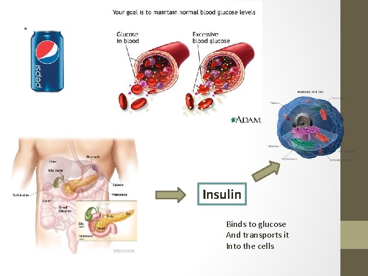 i Insulin Binds to glucose And transports it Into the cells 