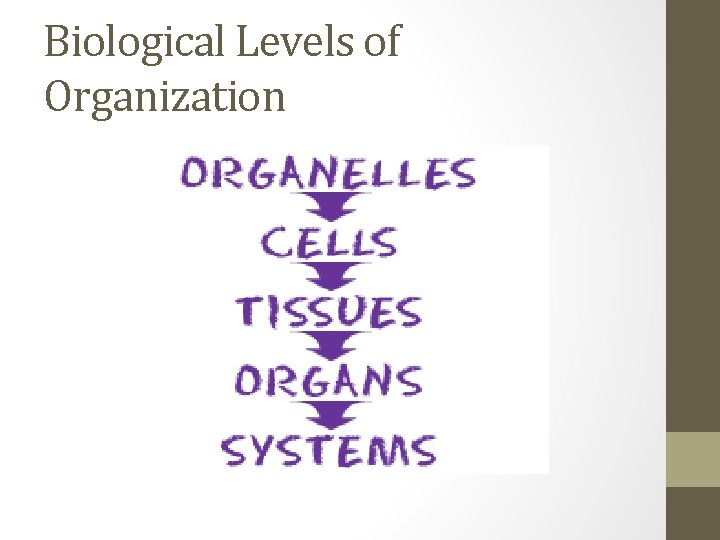 Biological Levels of Organization 