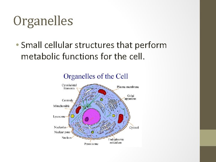 Organelles • Small cellular structures that perform metabolic functions for the cell. 