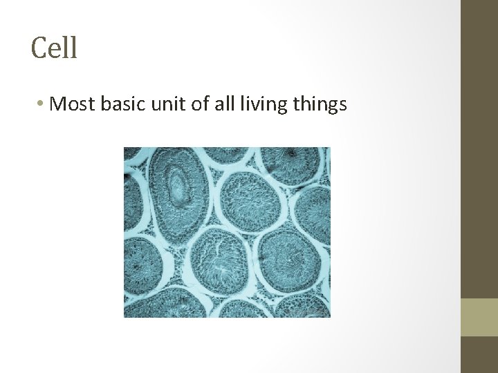 Cell • Most basic unit of all living things 