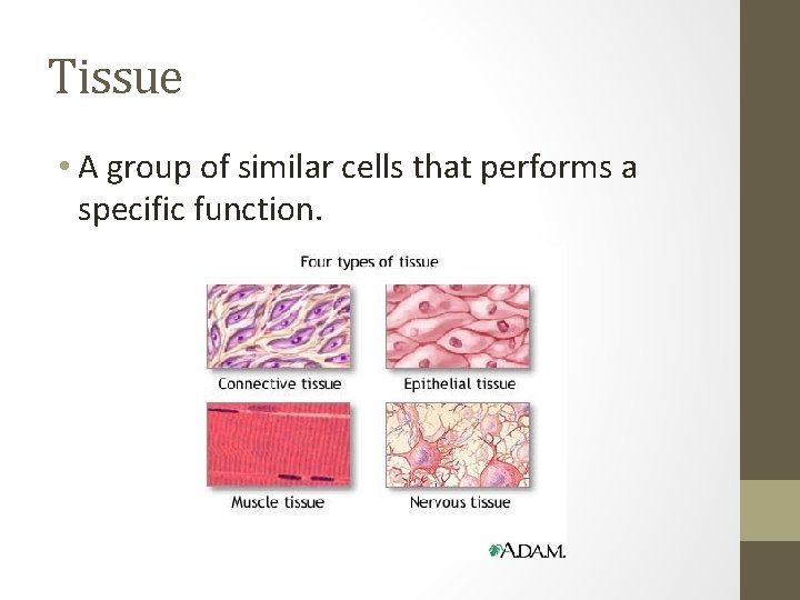 Tissue • A group of similar cells that performs a specific function. 