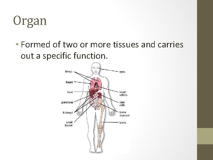 Organ • Formed of two or more tissues and carries out a specific function.