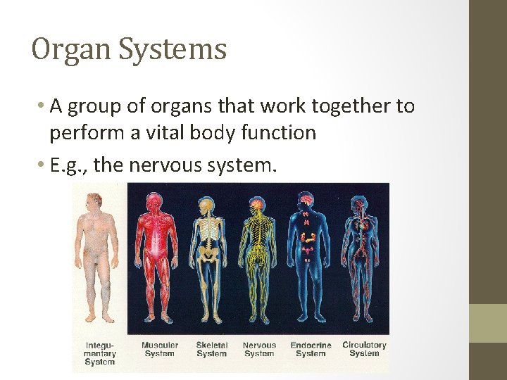 Organ Systems • A group of organs that work together to perform a vital