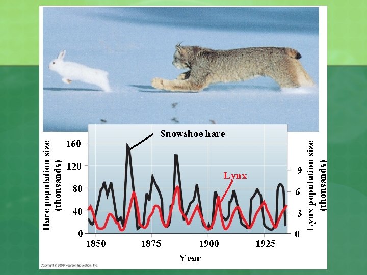 Hare population size (thousands) 120 Lynx 80 6 40 3 0 0 1850 1875