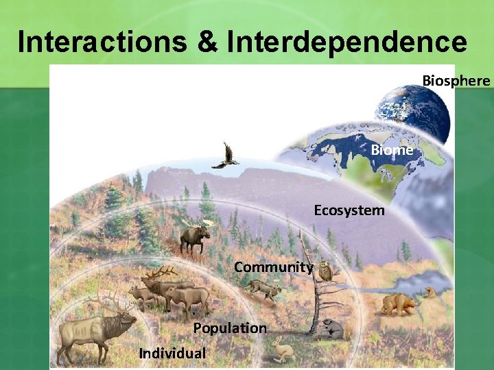 Interactions & Interdependence Biosphere Biome Ecosystem Community Population Individual 