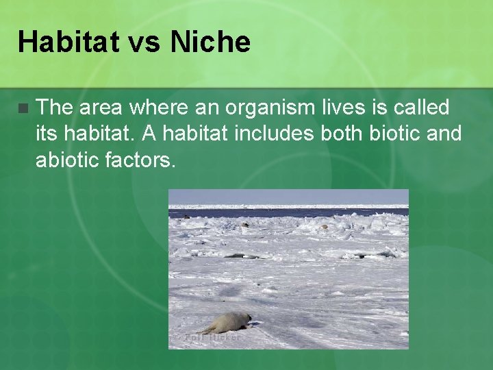 Habitat vs Niche n The area where an organism lives is called its habitat.