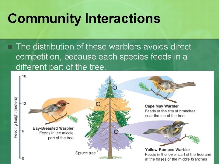 Community Interactions n The distribution of these warblers avoids direct competition, because each species