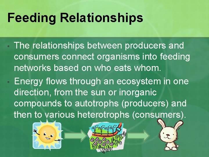 Feeding Relationships • • The relationships between producers and consumers connect organisms into feeding