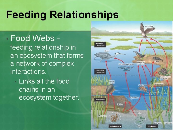 Feeding Relationships • Food Webs feeding relationship in an ecosystem that forms a network