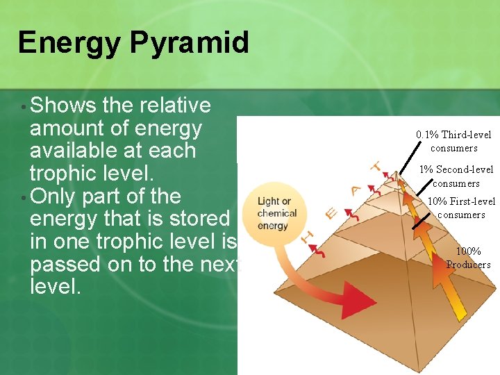 Energy Pyramid • Shows the relative amount of energy available at each trophic level.