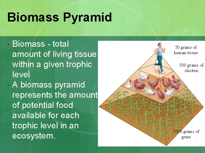 Biomass Pyramid • • Biomass - total amount of living tissue within a given
