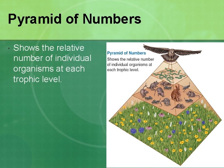 Pyramid of Numbers • Shows the relative number of individual organisms at each trophic
