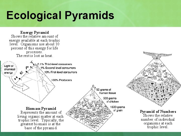 Ecological Pyramids Energy Pyramid Shows the relative amount of energy available at each trophic