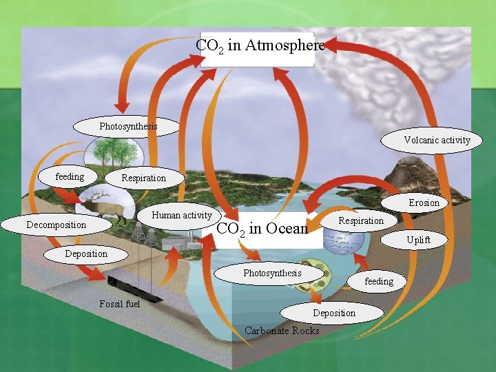 CO 2 in Atmosphere Photosynthesis Volcanic activity feeding Respiration Erosion Human activity Decomposition Respiration