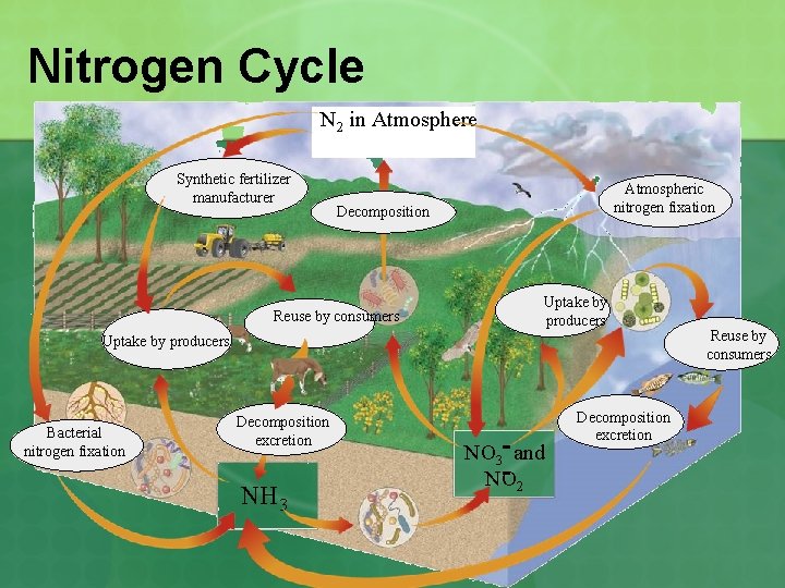 Nitrogen Cycle N 2 in Atmosphere Synthetic fertilizer manufacturer Atmospheric nitrogen fixation Decomposition Reuse