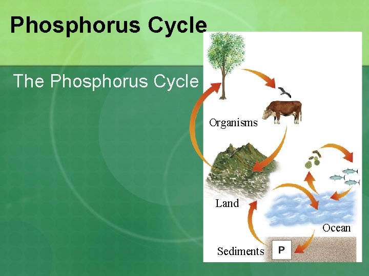 Phosphorus Cycle The Phosphorus Cycle Organisms Land Ocean Sediments 