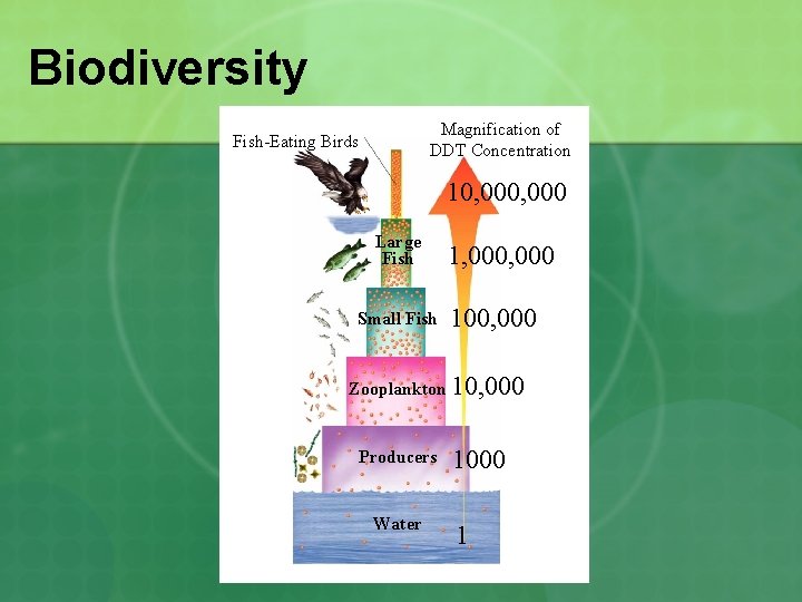 Biodiversity Magnification of DDT Concentration Fish-Eating Birds 10, 000 Large Fish Small Fish 1,