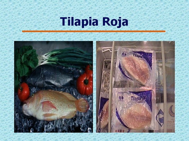 Tilapia Roja 
