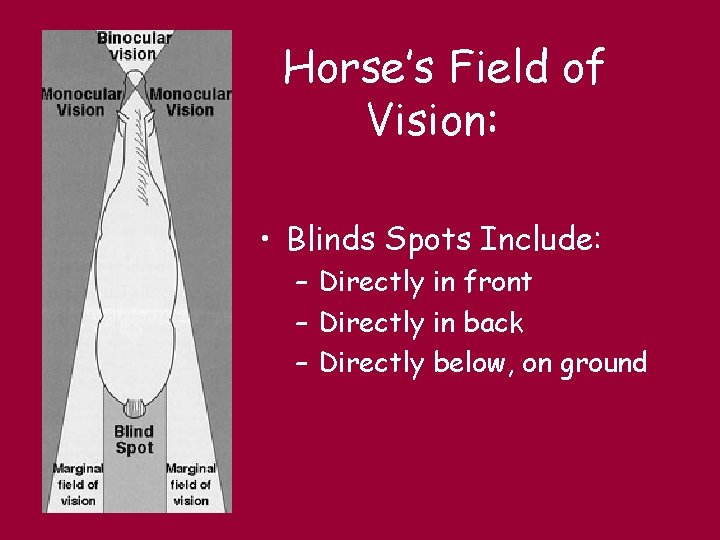 Horse’s Field of Vision: • Blinds Spots Include: – Directly in front – Directly