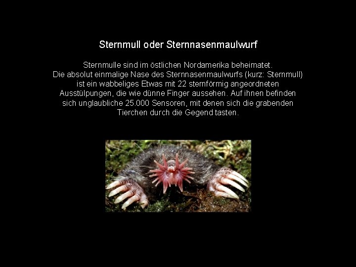 Sternmull oder Sternnasenmaulwurf Sternmulle sind im östlichen Nordamerika beheimatet. Die absolut einmalige Nase des