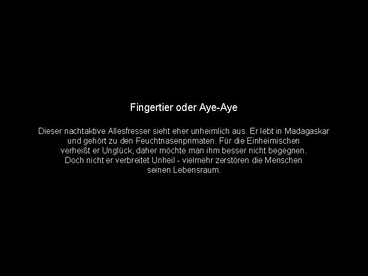Fingertier oder Aye-Aye Dieser nachtaktive Allesfresser sieht eher unheimlich aus. Er lebt in Madagaskar