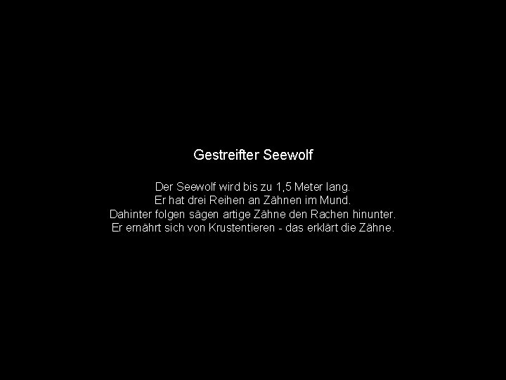 Gestreifter Seewolf Der Seewolf wird bis zu 1, 5 Meter lang. Er hat drei