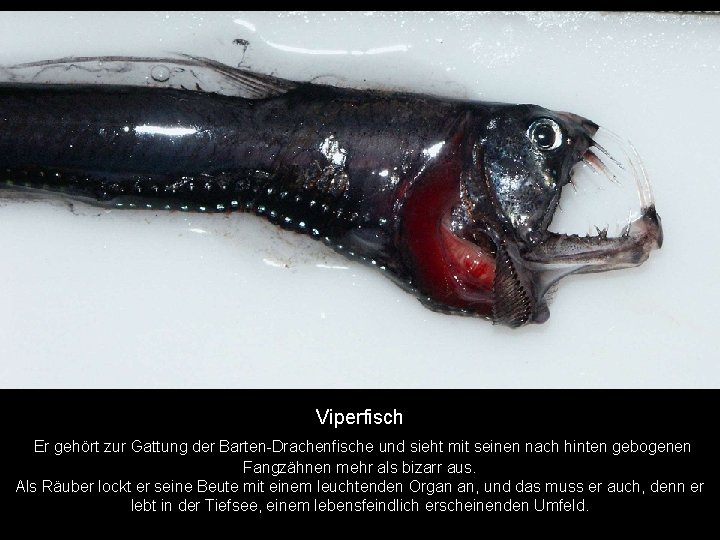 Viperfisch Er gehört zur Gattung der Barten-Drachenfische und sieht mit seinen nach hinten gebogenen