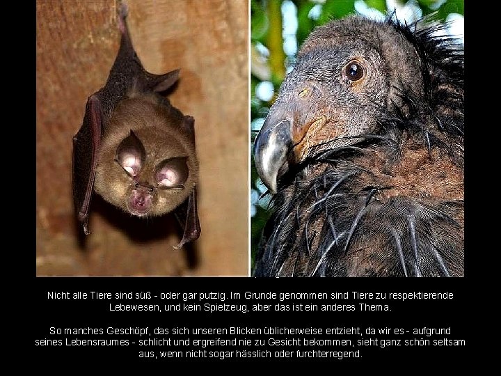 Süß und putzig? Nicht alle Tiere sind süß - oder gar putzig. Im Grunde