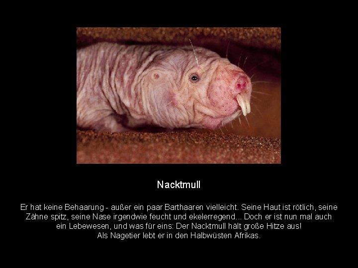 Nacktmull Er hat keine Behaarung - außer ein paar Barthaaren vielleicht. Seine Haut ist