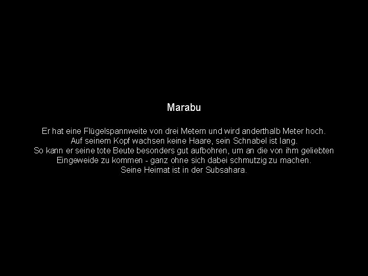 Marabu Er hat eine Flügelspannweite von drei Metern und wird anderthalb Meter hoch. Auf