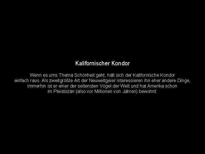 Kalifornischer Kondor Wenn es ums Thema Schönheit geht, hält sich der Kalifornische Kondor einfach