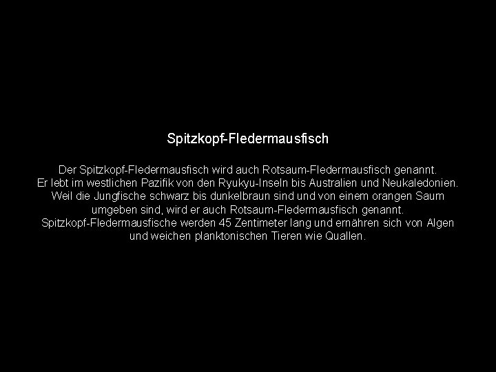 Spitzkopf-Fledermausfisch Der Spitzkopf-Fledermausfisch wird auch Rotsaum-Fledermausfisch genannt. Er lebt im westlichen Pazifik von den