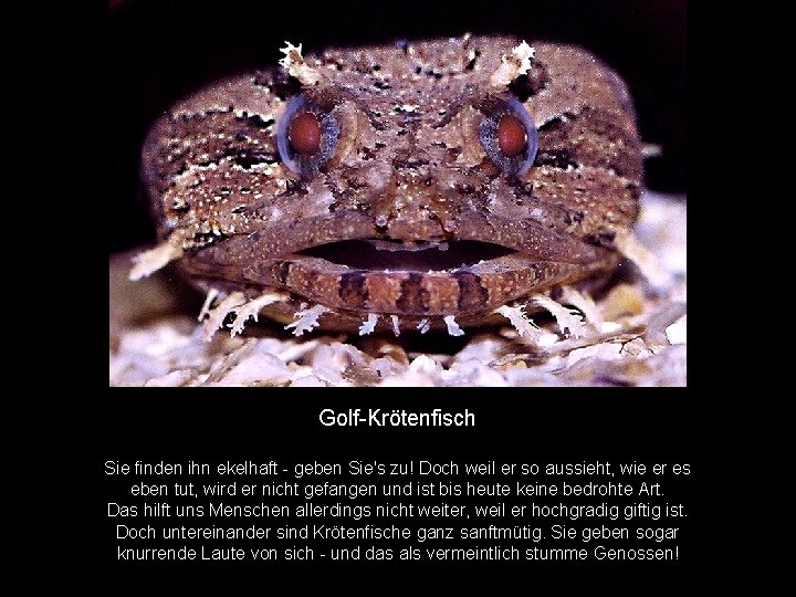 Golf-Krötenfisch Sie finden ihn ekelhaft - geben Sie's zu! Doch weil er so aussieht,