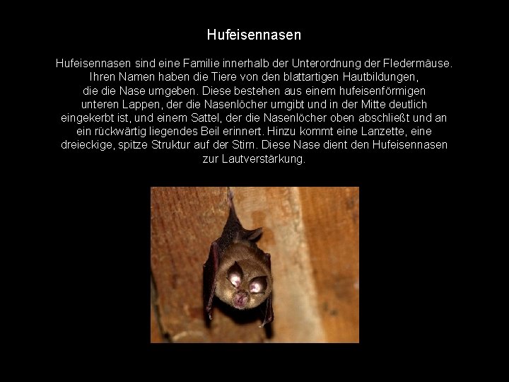 Hufeisennasen sind eine Familie innerhalb der Unterordnung der Fledermäuse. Ihren Namen haben die Tiere