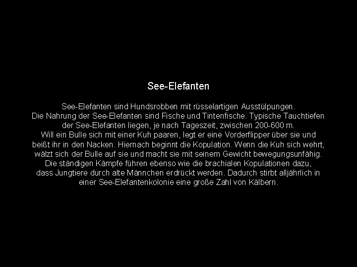 See-Elefanten sind Hundsrobben mit rüsselartigen Ausstülpungen. Die Nahrung der See-Elefanten sind Fische und Tintenfische.