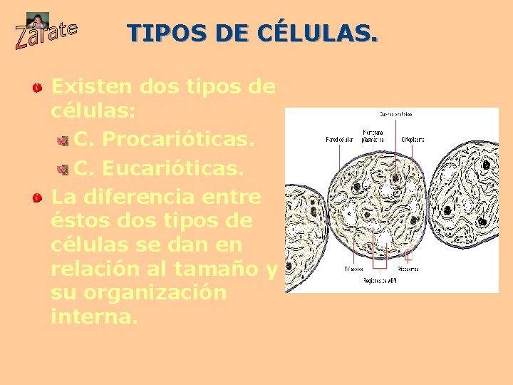 TIPOS DE CÉLULAS. Existen dos tipos de células: C. Procarióticas. C. Eucarióticas. La diferencia