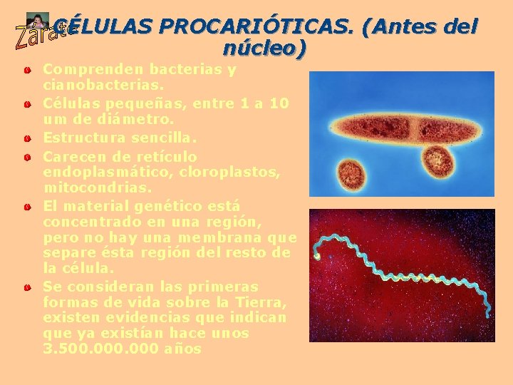 CÉLULAS PROCARIÓTICAS. (Antes del núcleo) Comprenden bacterias y cianobacterias. Células pequeñas, entre 1 a