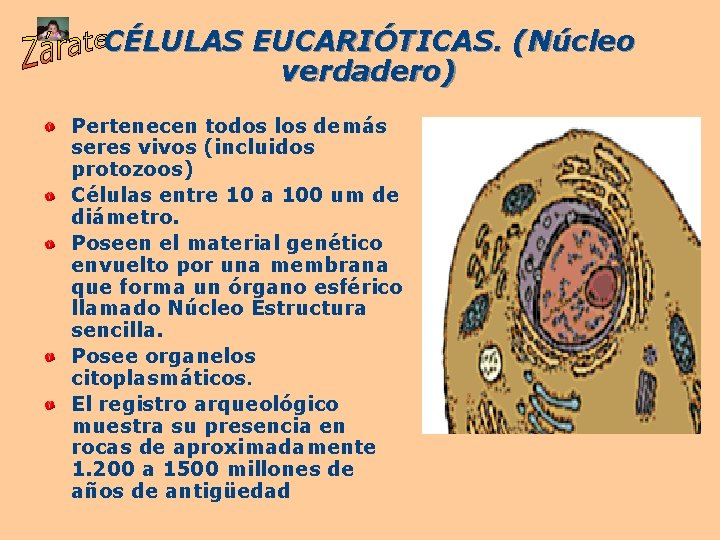 CÉLULAS EUCARIÓTICAS. (Núcleo verdadero) Pertenecen todos los demás seres vivos (incluidos protozoos) Células entre