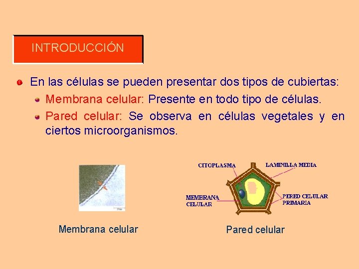 INTRODUCCIÓN En las células se pueden presentar dos tipos de cubiertas: Membrana celular: Presente