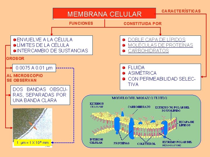 MEMBRANA CELULAR FUNCIONES ENVUELVE A LA CÉLULA LÍMITES DE LA CÉLULA INTERCAMBIO DE SUSTANCIAS