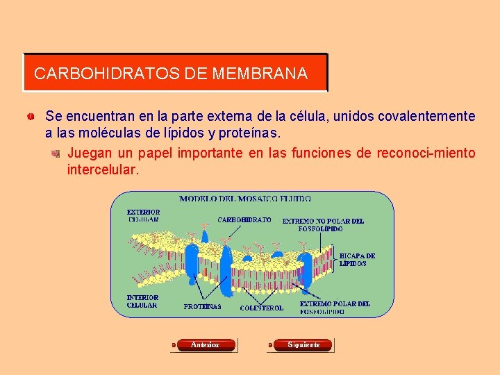 CARBOHIDRATOS DE MEMBRANA Se encuentran en la parte externa de la célula, unidos covalentemente