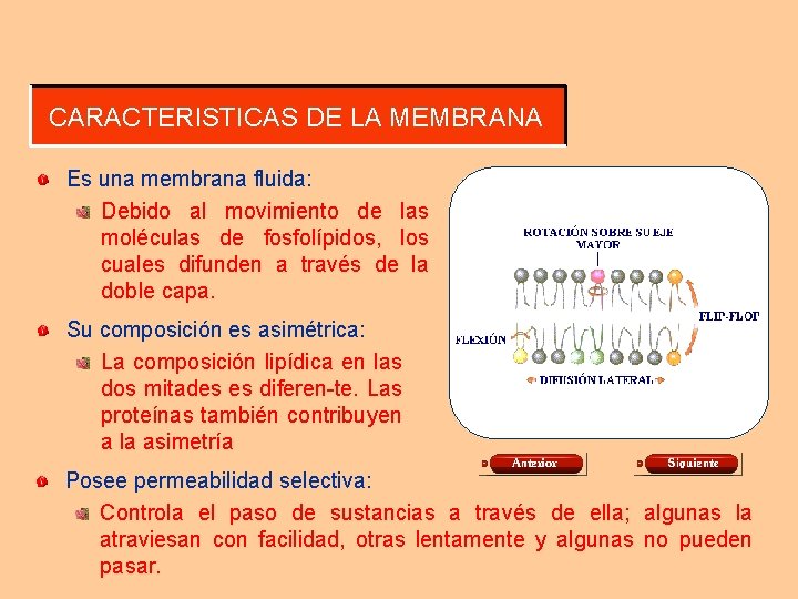 CARACTERISTICAS DE LA MEMBRANA Es una membrana fluida: Debido al movimiento de las moléculas